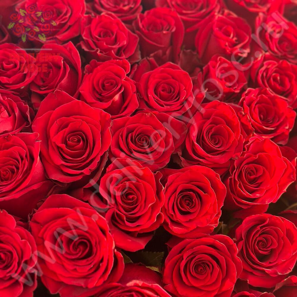 Розы 190 см по штучно ( любое количество)