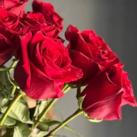 7 гигантских красных роз 190 см