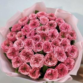 Роза «Риджентс Парк» 