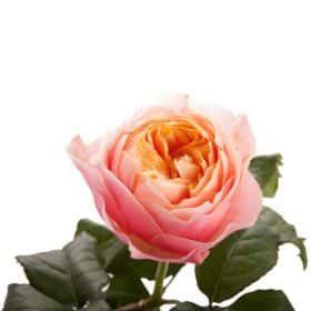 Роза "Вувузела"